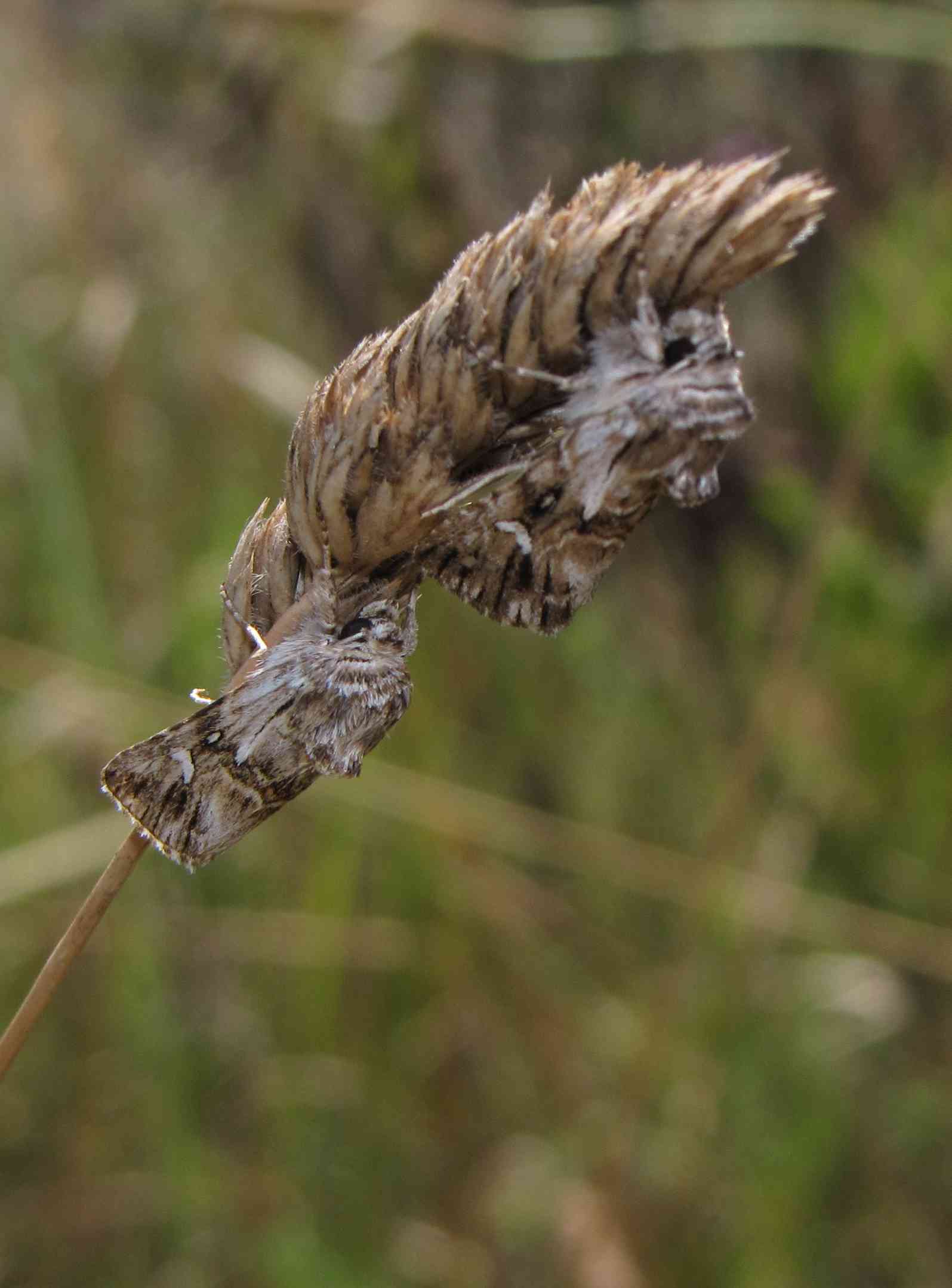 falena a luglio : Calophasia platyptera